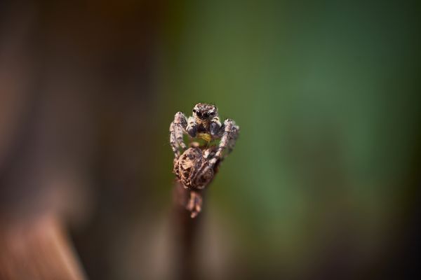 foto:Juan Gabriel Castellanos Maximo - lo hecho en México