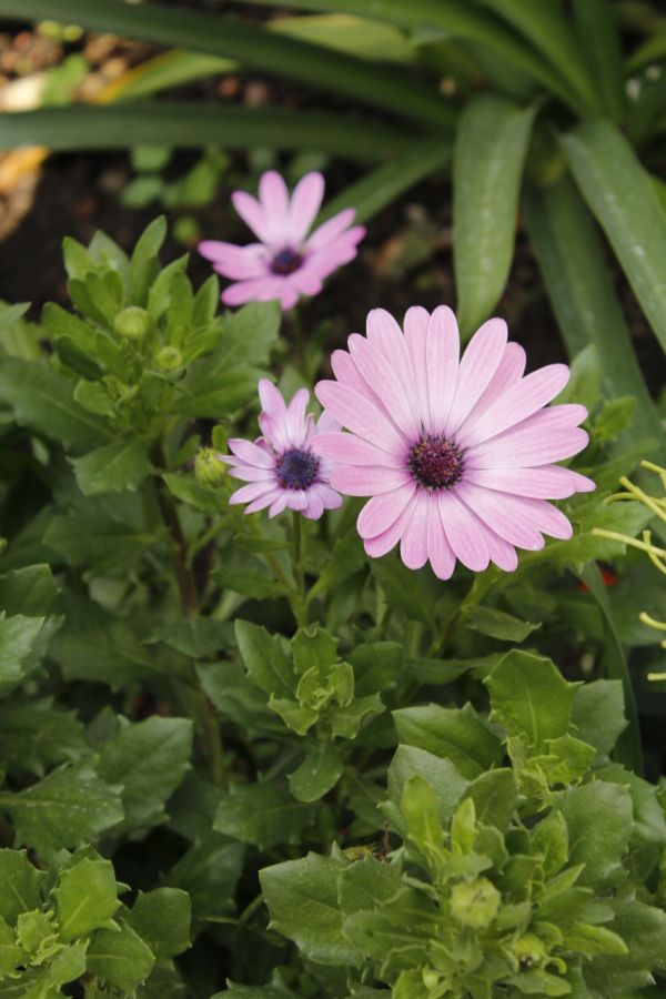 foto:Karyme Yitzen Pérez Irra - lo hecho en México