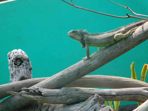 foto:ITZIA ADRIANA SALCIDO  LEDEZMA - lo hecho en México