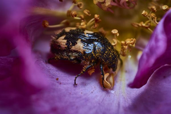 foto:Juan Gabriel Castellanos Maximo - lo hecho en México
