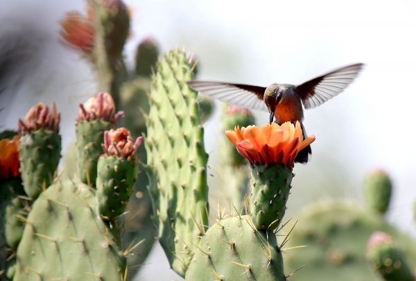 foto:Luis Francisco Romo Anguiano - lo hecho en México