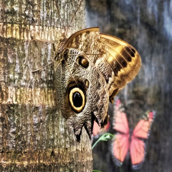 foto:Raúl Eugenio  Valdés  Galván - lo hecho en México