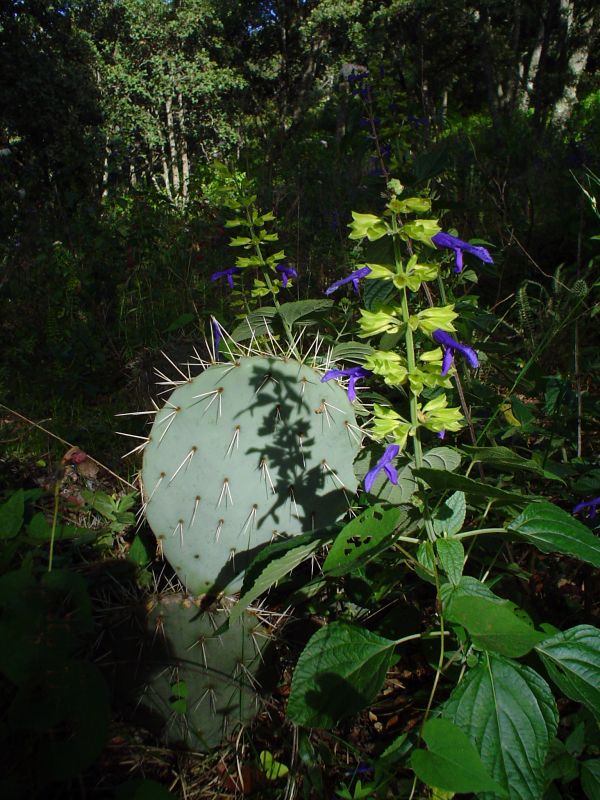 foto:Angel Humberto Arcos García - lo hecho en México