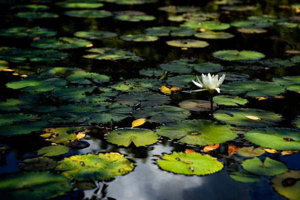 foto:Rosario Canales Fausti - lo hecho en México