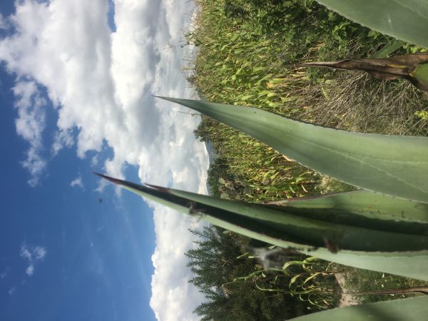 foto:José Raúl  Galván Godines - lo hecho en México