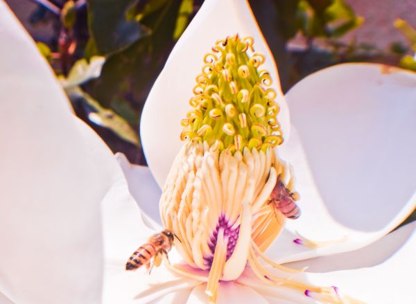 foto:Juan Carlos Nieto Téllez - lo hecho en México