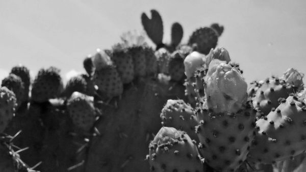 foto:Edwin Camarillo Quiróz - lo hecho en México