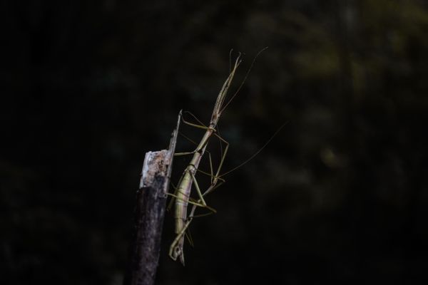 foto:Ana Nallely Renteria Mendoza - lo hecho en México