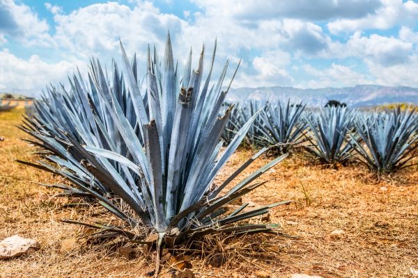 foto:Alan Fernando Borja Monroy - lo hecho en México