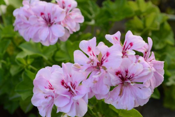 foto:Luis Javier Mireles Sánchez - lo hecho en México