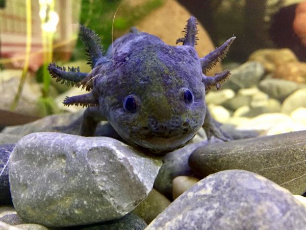 foto:Ana Lilia Varela Hernández - lo hecho en México