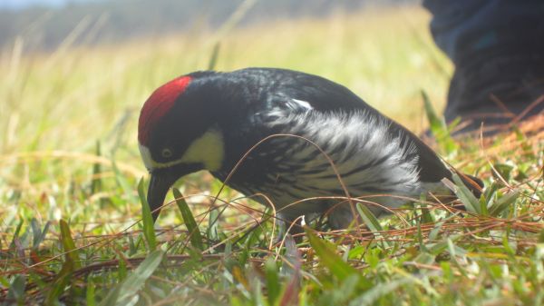 foto:Guillermo San Martin Alexandres - lo hecho en México
