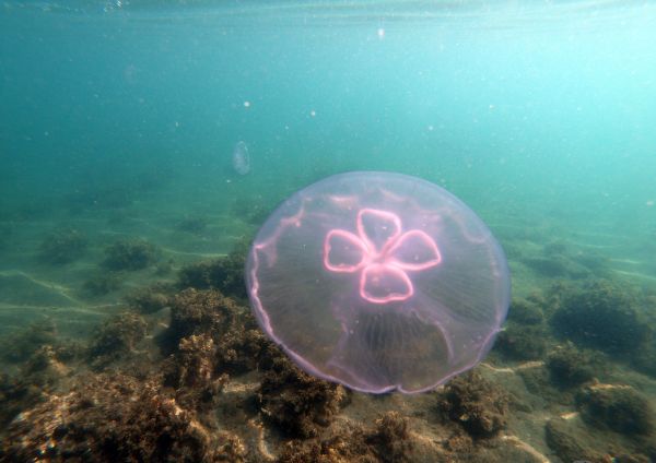 foto:Alberto Rocha Martinez  - lo hecho en México