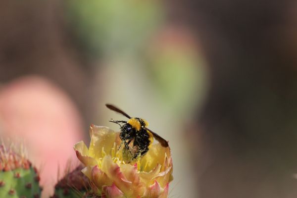 foto:Pablo César Ávila Solís  - lo hecho en México