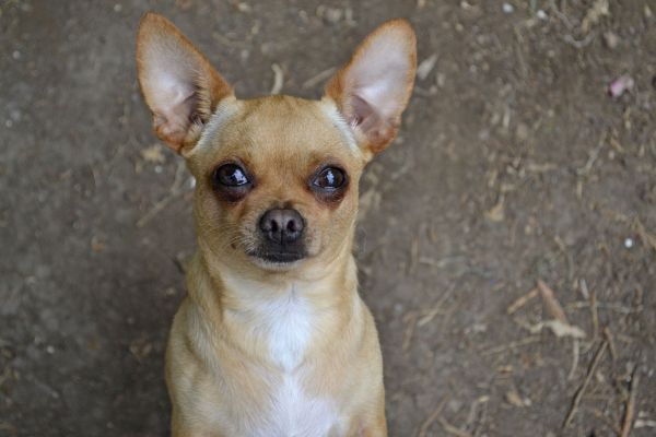 foto:MARIA GUADALUPE VAZQUEZ RODRIGUEZ - lo hecho en México