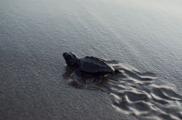foto:Guadalupe De la Rosa  Gonzalez  - lo hecho en México