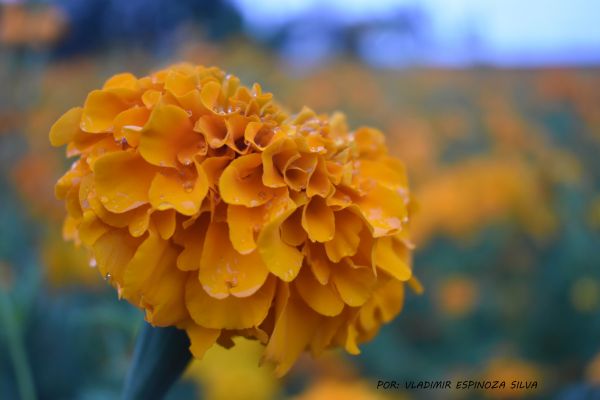 foto:Vladimir  Espinoza  Silva - lo hecho en México