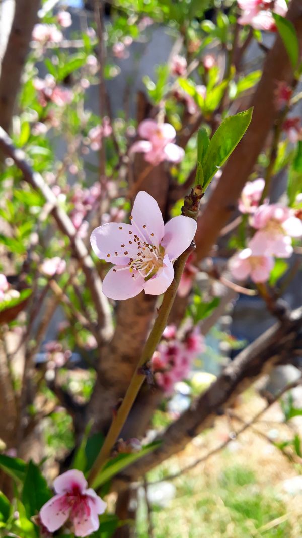 foto:Jose Maria  Ramirez  Martinez  - lo hecho en México