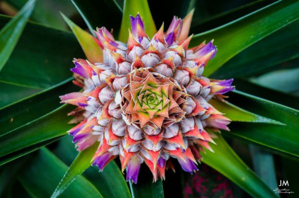 foto:Jonathan Mondragon Lara - lo hecho en México