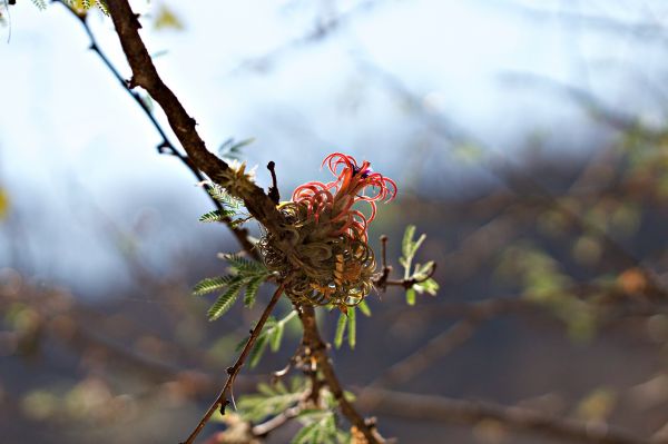 foto:Luis Enrique Alvarez Marmolejo - lo hecho en México