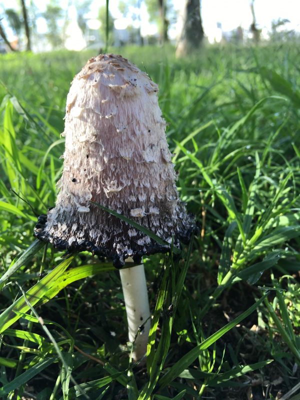 foto:GABRIELA ESCAMILLA SERRATO - lo hecho en México