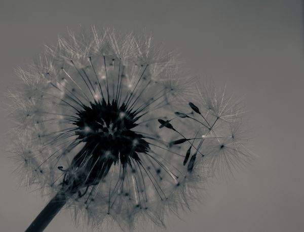 foto:Jorge Tufic Gobera Fernandez - lo hecho en México