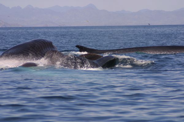 foto:Mauricio  Mendoza Flores - lo hecho en México