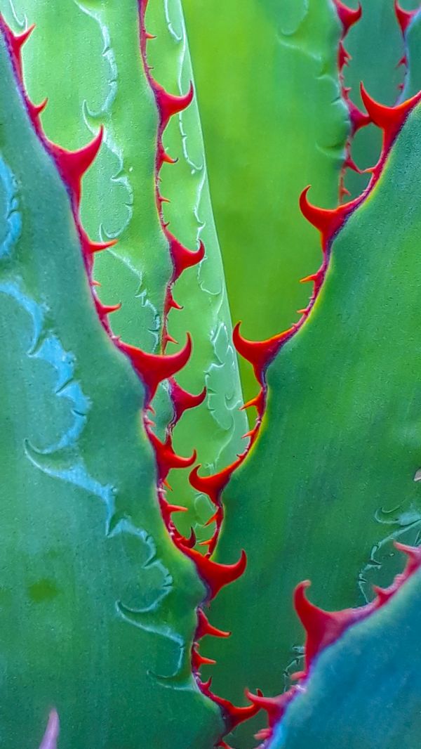 foto:SANDRA ISAURA CHÁVEZ  GÓMEZ - lo hecho en México