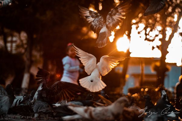 foto:Jorge Humberto Garcia Sierra - lo hecho en México