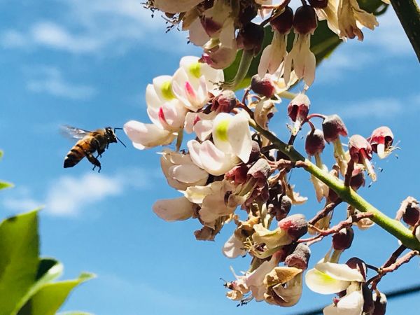 foto:Giselle Villanueva Martinez  - lo hecho en México