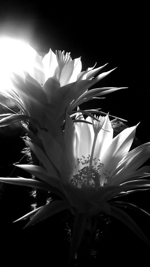 foto:Víctor Manuel  Hernández  Daniel - lo hecho en México