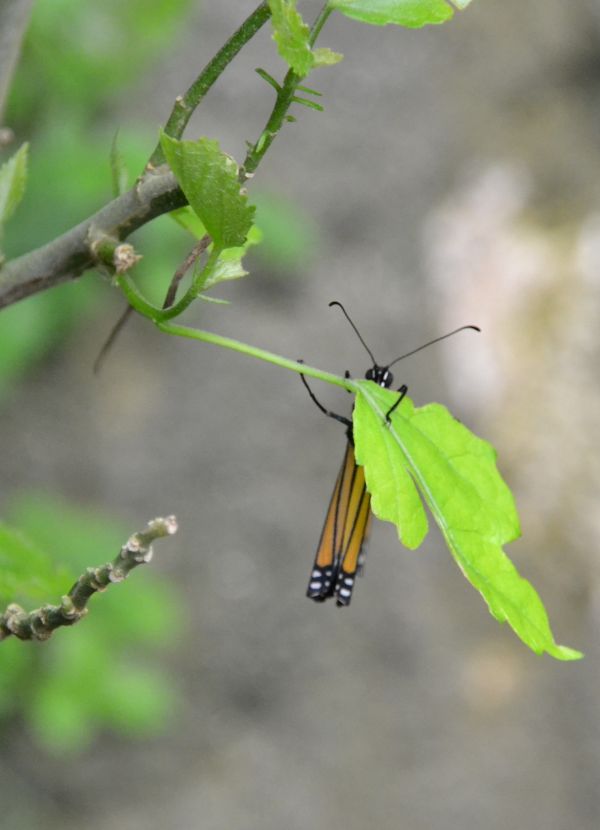 foto:Adriana Acevedo Alarid - lo hecho en México