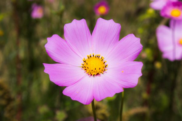 foto:ALDO RODOLFO LOPEZ ACEVEDO - lo hecho en México