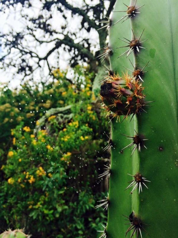 foto:María Guadalupe  Borges  Sánchez  - lo hecho en México