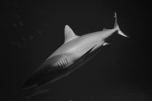 foto:Ari Rotberg Ozerkovsky - lo hecho en México