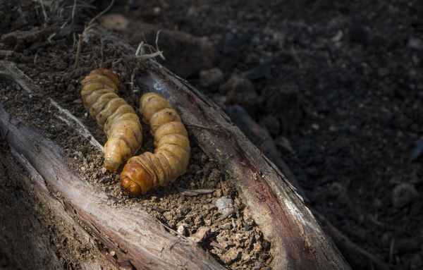 foto:jaime padilla vilchis - lo hecho en México