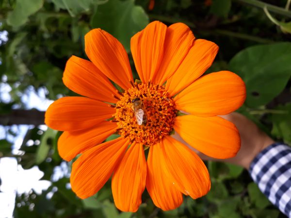 foto:Betsy Abigail  Domínguez  Leyva - lo hecho en México