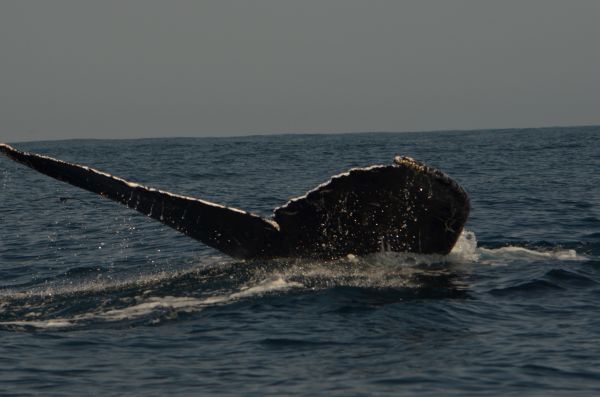 foto:Quetzalli Mariana Téllez  Gómez - lo hecho en México