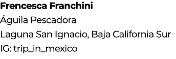 Frencesca Franchini Águila Pescadora Laguna San Ignacio, Baja California Sur IG: trip_in_mexico