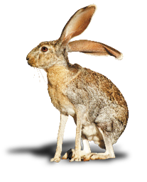 Antelope Jackrabbit (Lepus alleni)  It is the largest of the North American hares, Arizona 