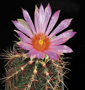Thelocactus bicolor with flower