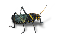 A Horse Lubber, Taeniopoda eques, makes its way across some gravel in the Chisos Basin of Big Bend National Park