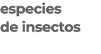 especies de insectos 