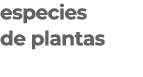 especies de plantas