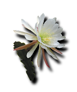 White epiphyllum (orchid cactus) flowers with leaves isolated on black background
