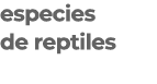 especies de reptiles