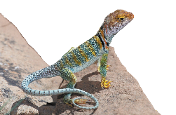 Common Collared Lizard