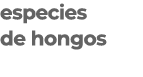 especies de hongos