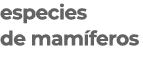 especies de mamíferos