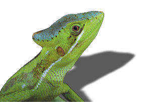 Eastern casquehead iguana (Laemanctus longipes)